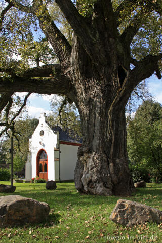 Die Pleyer Pappel, ein Naturdenkmal in Würselen