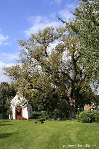 Die Pleyer Pappel, ein Naturdenkmal in Würselen