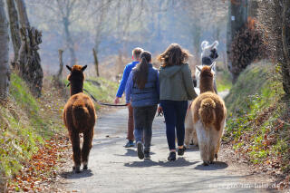 Die "Venn-Lamas" von Paustenbach