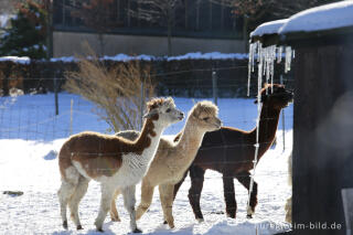 Die "Venn-Lamas" von Paustenbach