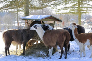 Die "Venn-Lamas" von Paustenbach