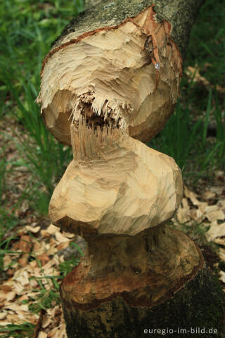 Doppelte Sanduhr -  von einem Biber gefällter Baum,  Wesertal