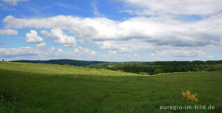 Dreiborner Hochfläche, ehemaliger Truppenübungsplatz bei Vogelsang, Eifel