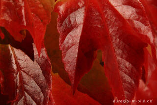 Dreispitzige Jungfernrebe, Parthenocissus tricuspidata (Wilder Wein)