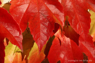 Dreispitzige Jungfernrebe, Parthenocissus tricuspidata (Wilder Wein)