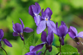 Duftveilchen, Viola odorata