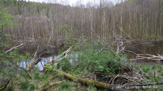 Durch Biber angestauter Bach, Perlenbachtal