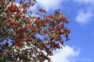 Echte Mehlbeere, Sorbus aria