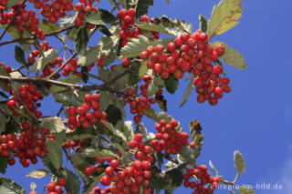 Echte Mehlbeere, Sorbus aria