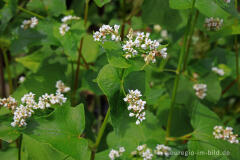 Echter Buchweizen (Fagopyrum esculentum)