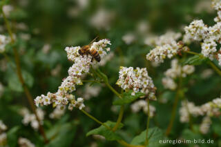 Echter Buchweizen oder Silberbuchweizen (Fagopyrum esculentum) mit Biene