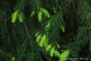 Eibe, Taxus