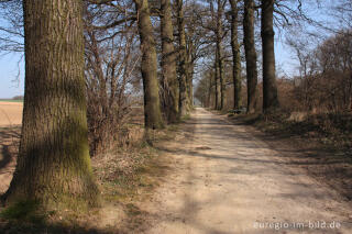 Eichenallee auf dem  Heyder Feldweg bei Aachen Horbach