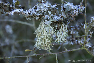 Eichenmoos, Evernia prunastri, (herabhängend) und Blasenflechte, Hypogymnia physodes