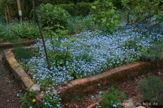 Ein Beet voller Vergissmeinnicht, Myosotis