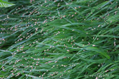 Einblütige Perlgras (Melica uniflora)