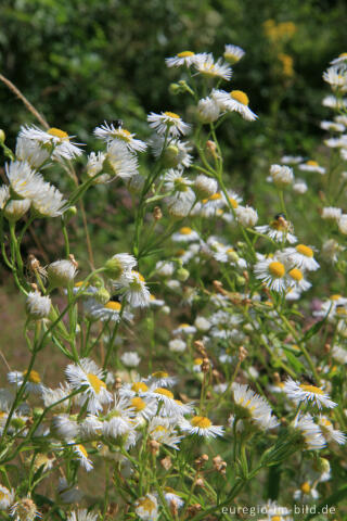 Einjähriges Berufkraut, Erigeron annuus, Nordeifel
