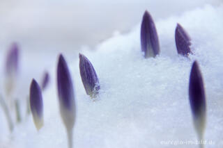 Elfen-Krokus oder Dalmatiner Krokus (Crocus Tommasinianus) im Schnee