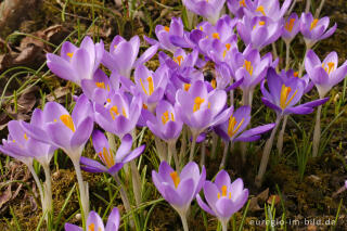 Elfen-Krokus oder Dalmatiner Krokus (Crocus Tommasinianus)