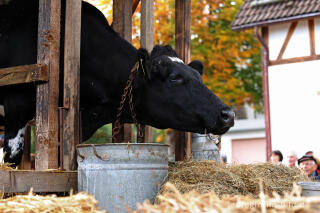 Erntedankfest in Mützenich bei Monschau