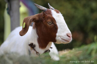 Erntedankfest in Mützenich bei Monschau