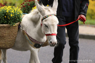 Erntedankfest in Mützenich bei Monschau