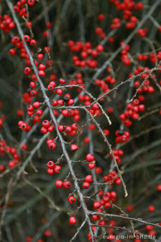 Fächer-Felsenmispel, Cotoneaster horizontalis