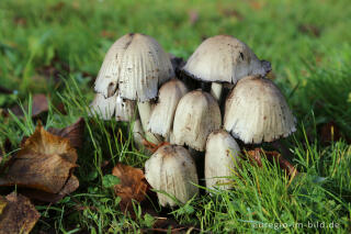 Falten-Tintling (Coprinopsis atramentaria, Syn. Coprinus atramentarius)