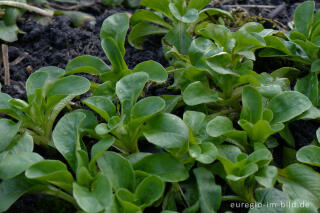 Feldsalat Anfang März im Garten