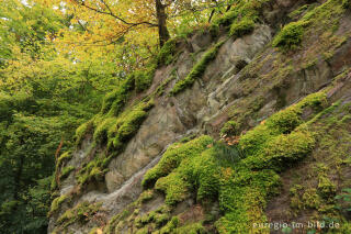 Felsen und Moos, Kermeter beim Staubecken Heimbach