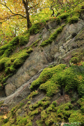 Felsen und Moos, Kermeter beim Staubecken Heimbach