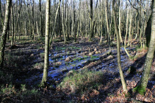 Feuchtgebiet im Münsterwald, Nordeifel