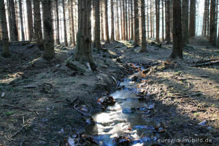 Fichtenwald im Münsterwald, Nordeifel