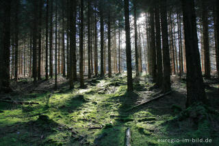 Fichtenwald im Münsterwald, Nordeifel