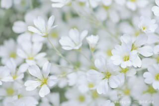 Filziges Hornkraut, Cerastium tomentosum