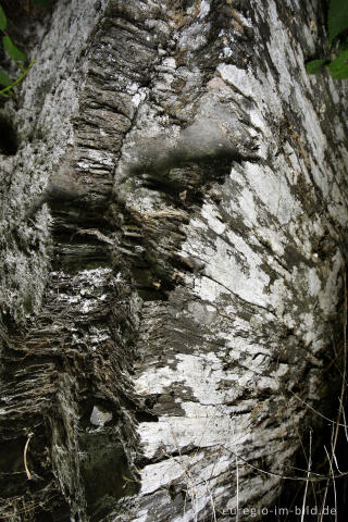 Flechten auf einem Schieferfelsen, Rurtal bei Dreistegen