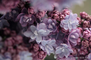 Flieder, Syringa-Hybride, mit gefüllten Blüten