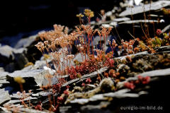 Flora in der Schiefergrube im Kaulenbachtal