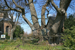 Forster Linde mit St. Katharina, Aachen