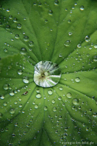 Frauenmantel (Alchemilla vulgaris) mit Regentropfen
