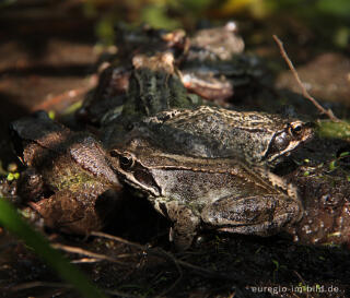 Frosch-Versammlung - Grasfrösche, Rana temporaria, in einem Gartenteich