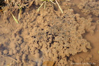 Froschlaich, teilweise geschlüpfte Kaulquappen, Perlenbachtal