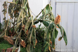 Frostschaden an einem Schmetterlingsingwer, Wintergarten im Februar