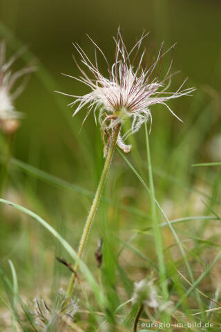 Fruchtstand der Küchenschelle, Pulsatilla