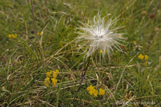 Fruchtstand der Küchenschelle, Pulsatilla