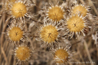 Fruchtstand einer Distel (Wegdistel?)