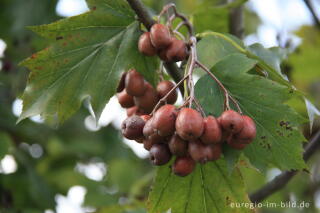 Früchte der Elsbeere, Sorbus torminalis