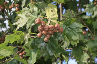 Früchte der Elsbeere, Sorbus torminalis