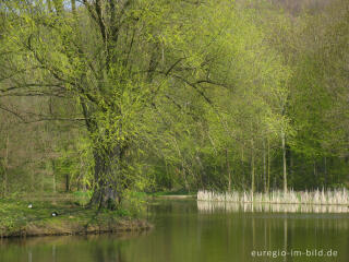 Frühling am Cranenweyer