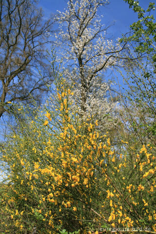 Frühling im Geultal südlich von Epen